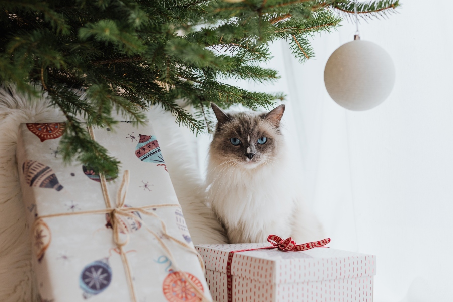 Regalos de Navidad gatos